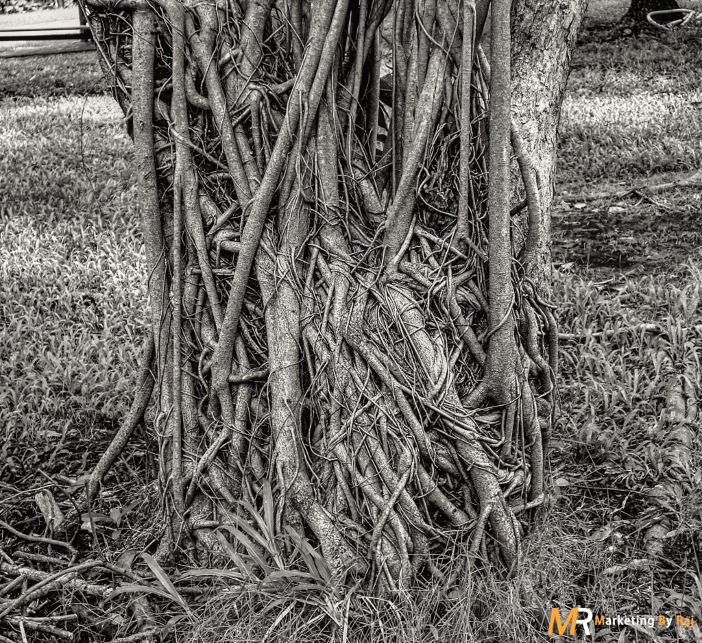 Close-Up View Of Tree Roots